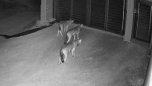 Салоники: волки у домов как обычное явление, а не сенсация