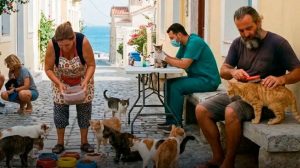 Сирос предлагает бесплатное жильё волонтёрам, ухаживающим за бездомными кошками