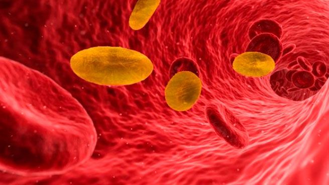 «Золотая кровь»: самый редкий тип Rh-null, которым обладают менее 50 человек в мире