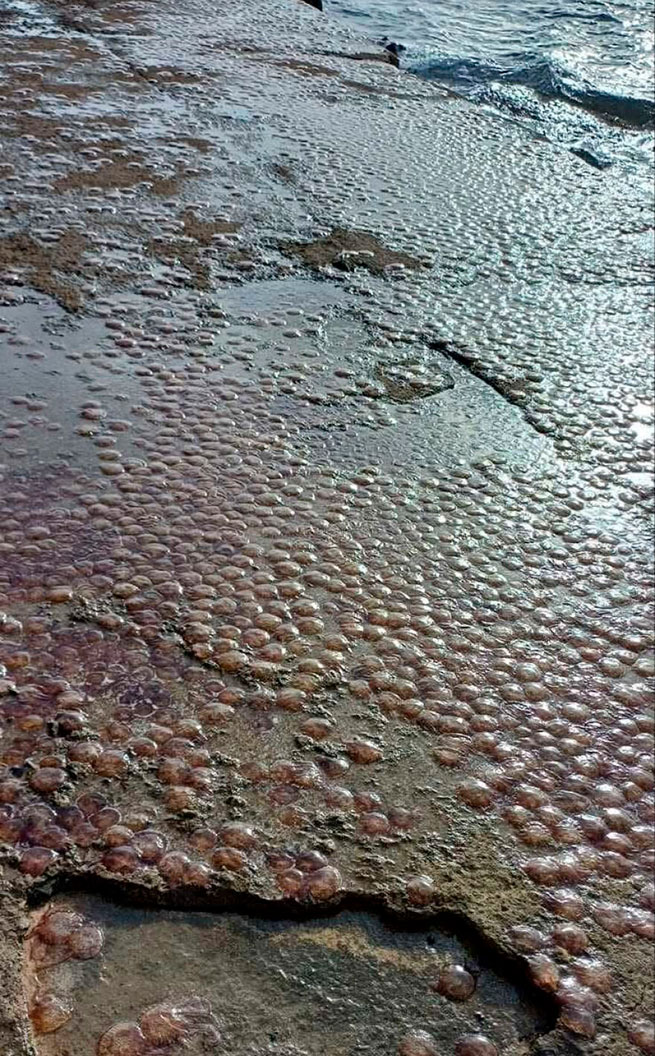 Нашествие медуз на побережье Эвбеи: ситуация может повторить прошлогодний сценарий 3 preview